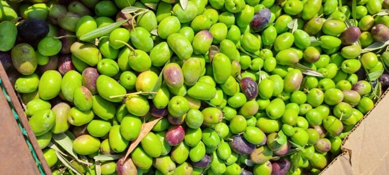 aceitunas de finca de cruz del eje